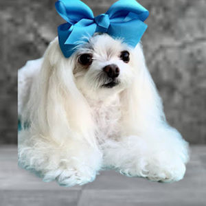 Meet your Posher, Richard